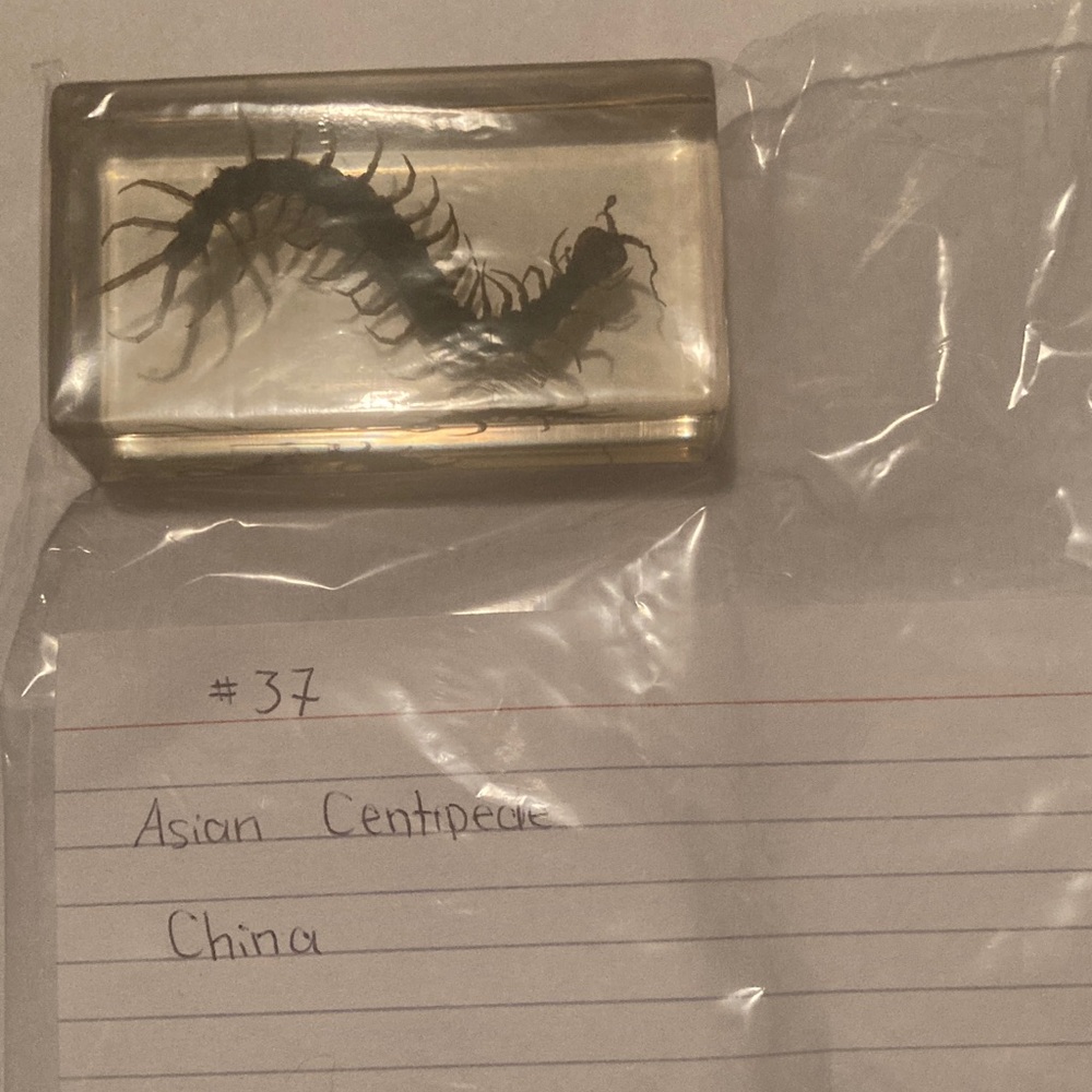 Asian Centipede - China